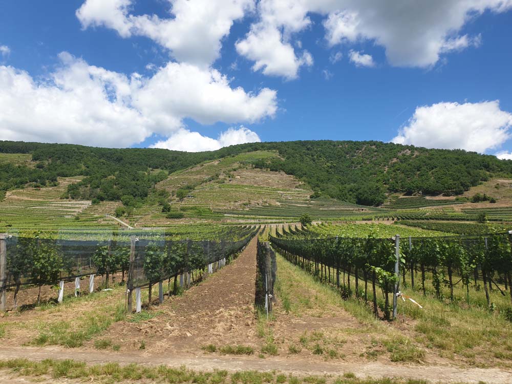Wachau 05
